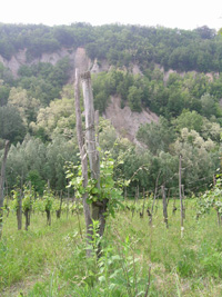 Clicca per Ingrandire